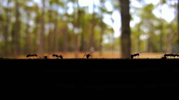 Ants entering a home and searching for food