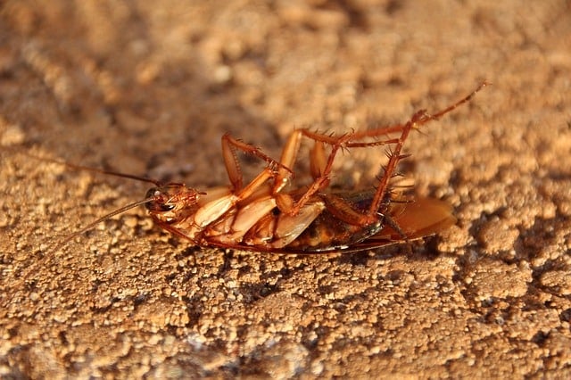 Cockroach infestation risk inside a kitchen or bathroom