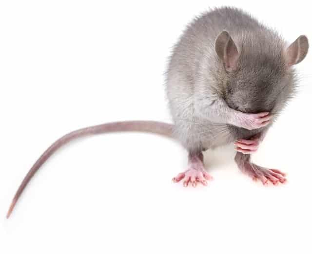 Rat or rodent hiding near household storage