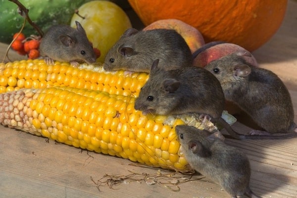 Mouse hiding near stored food inside a home