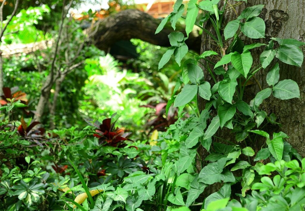 Plants and mulch near a home that can attract pests